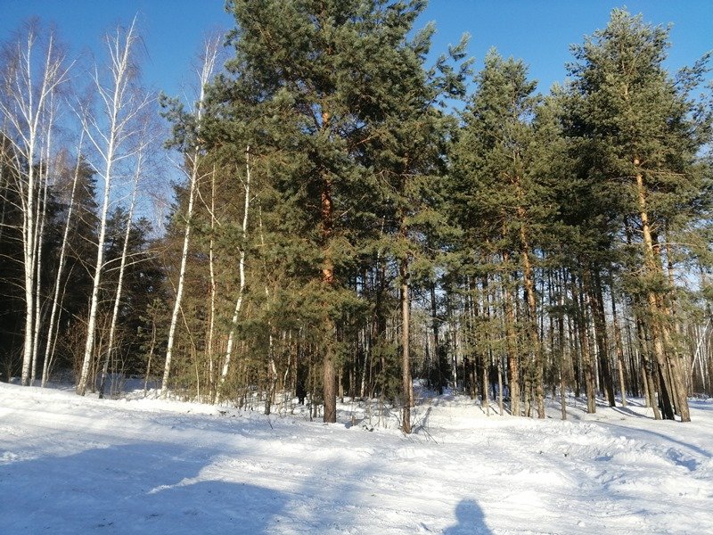 В Нижегородской области передано в суд уголовное дело по факту незаконной рубки лесных насаждений
